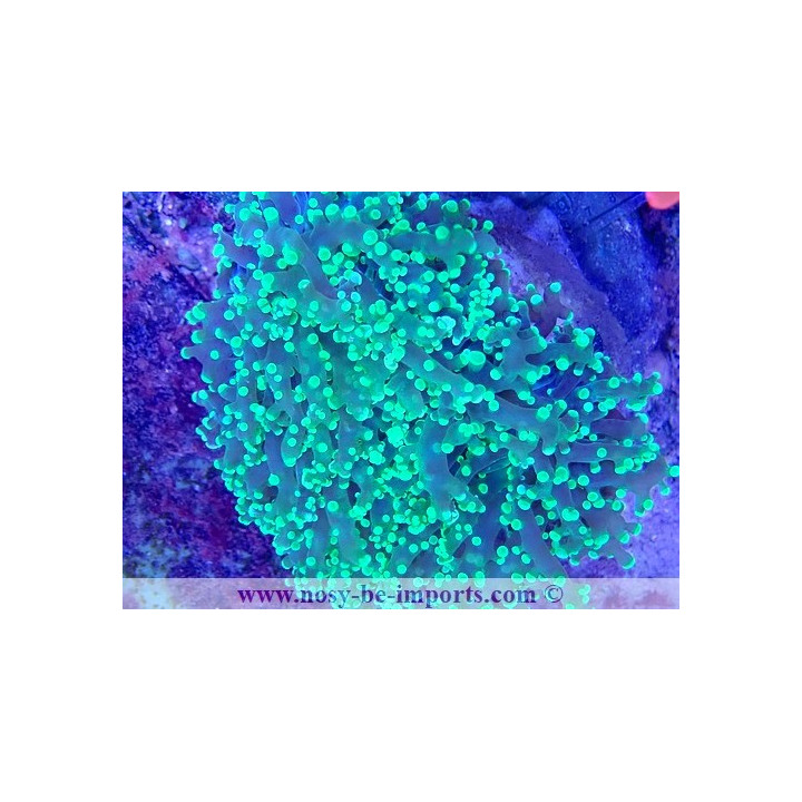 Euphyllia yaeyamaensis WYSIWYG 16112022-7