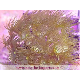 Parazoanthus axinella WYSIWYG 16112022-8