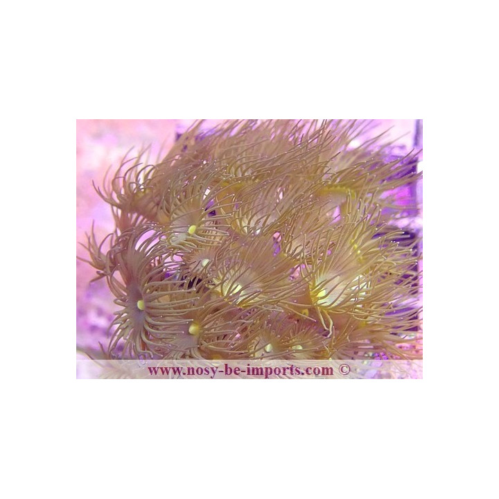 Parazoanthus axinella WYSIWYG 16112022-8