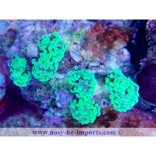 Euphyllia paraancora WYSIWYG 16112022-9