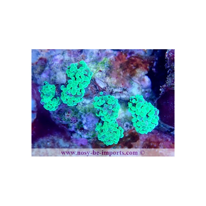 Euphyllia paraancora WYSIWYG 16112022-9