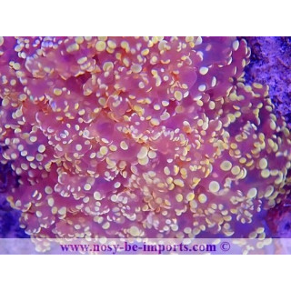 Euphyllia divisa orange
