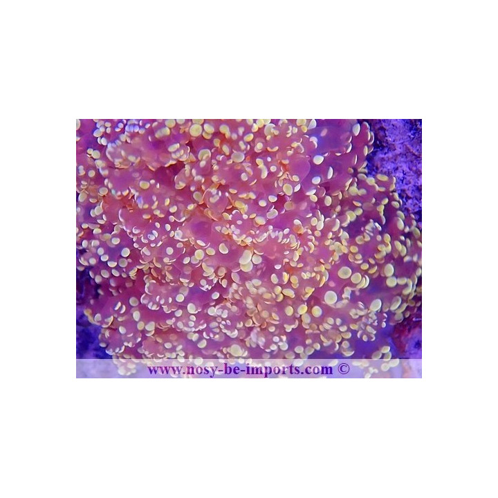 Euphyllia divisa orange