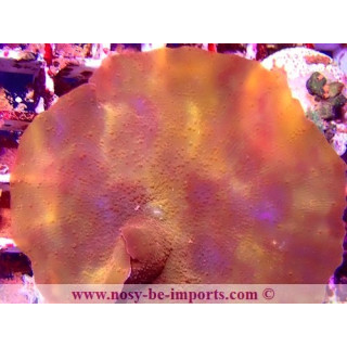 Actinodiscus sp. WYSIWYG 16112022-10