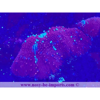 Discosoma sp. WYSIWYG 16112022-11