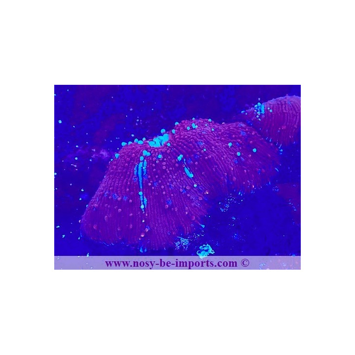 Discosoma sp. WYSIWYG 16112022-11