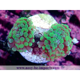 Euphyllia paraancora WYSIWYG 06052022-14