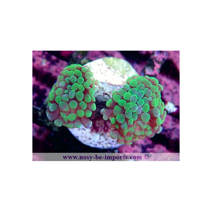 Euphyllia paraancora WYSIWYG 06052022-14