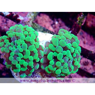 Euphyllia paraancora WYSIWYG 16112022-15