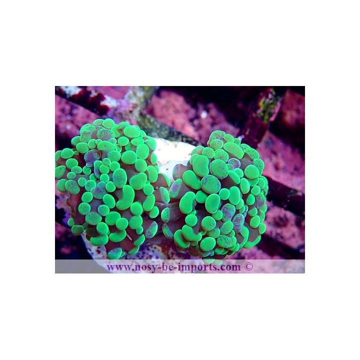 Euphyllia paraancora WYSIWYG 16112022-15