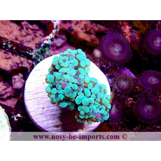 Euphyllia paraancora WYSIWYG 16112022-16