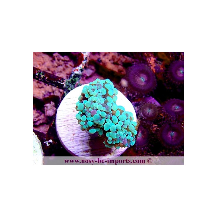 Euphyllia paraancora WYSIWYG 16112022-16