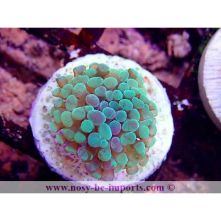 Euphyllia paraancora WYSIWYG 16112022-17
