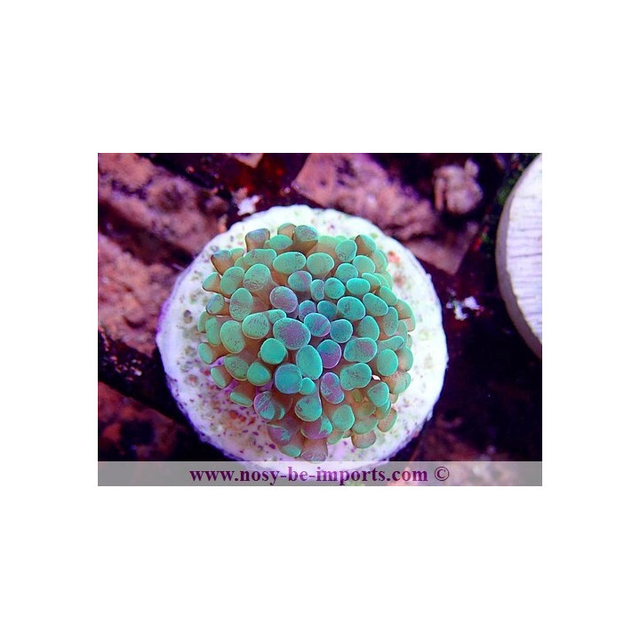 Euphyllia paraancora WYSIWYG 16112022-17