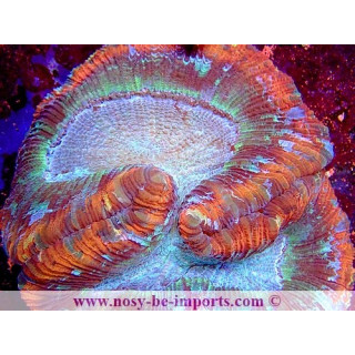 Trachyphyllia sp. WYSIWYG 16112022-18