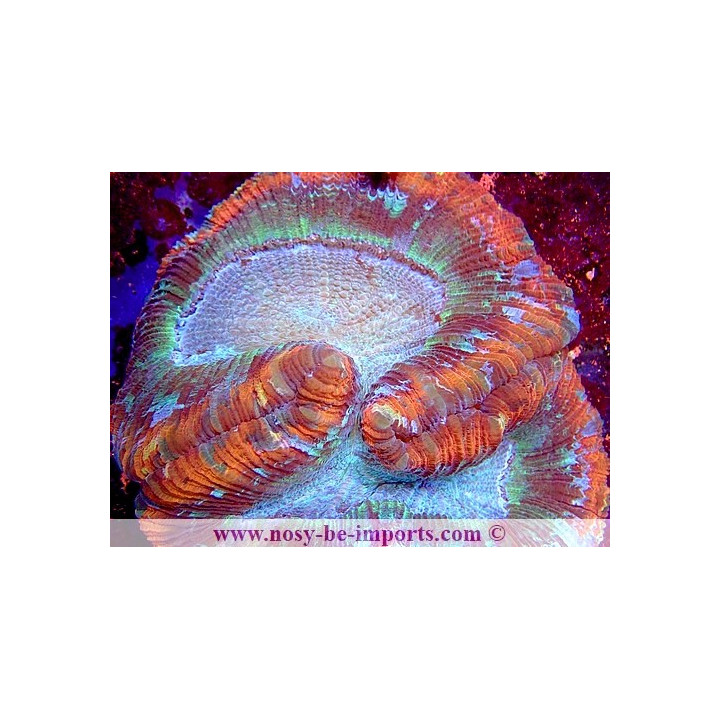 Trachyphyllia sp. WYSIWYG 16112022-18