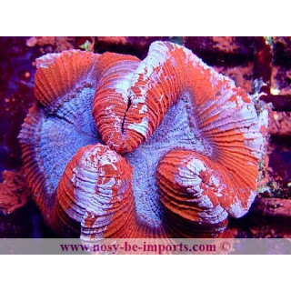 Trachyphyllia sp. WYSIWYG 16112022-19