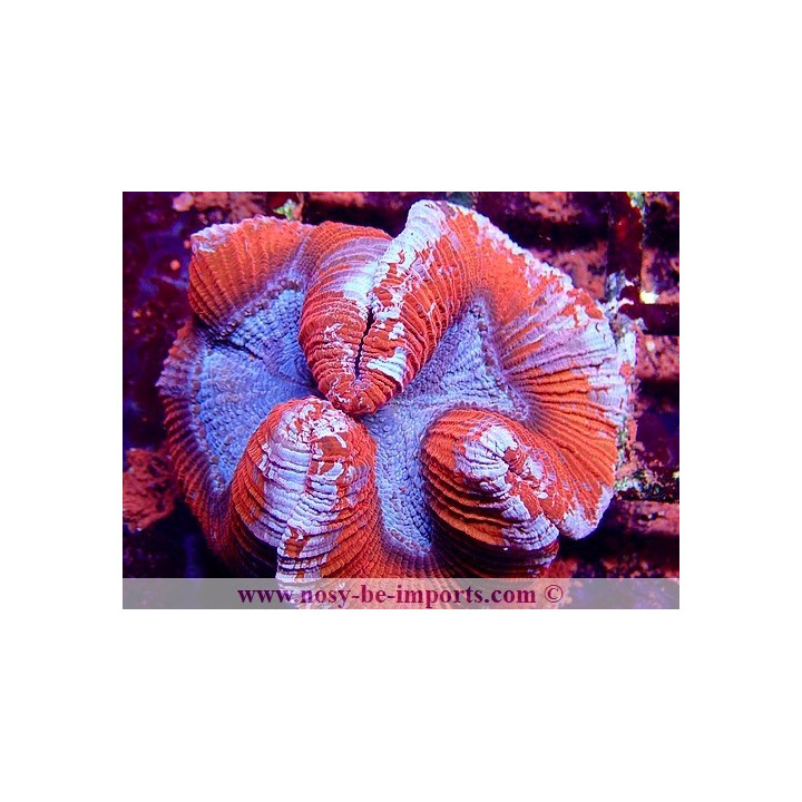 Trachyphyllia sp. WYSIWYG 16112022-19