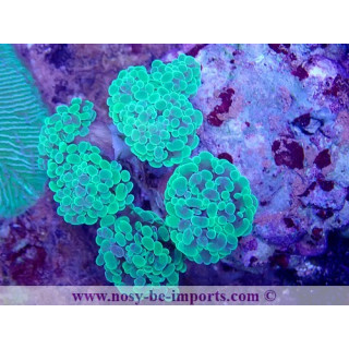 Euphyllia paraancora WYSIWYG 16112022-20