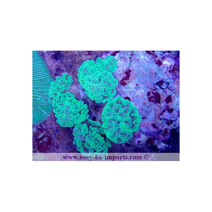 Euphyllia paraancora WYSIWYG 16112022-20