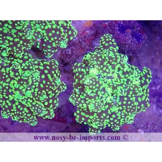 Euphyllia parayaeyamaensis WYSIWYG 16112022-23