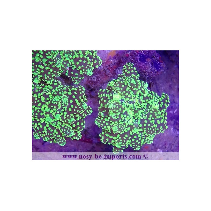 Euphyllia parayaeyamaensis WYSIWYG 16112022-23