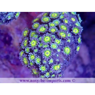 Goniopora sp. WYSIWYG 16112022-24