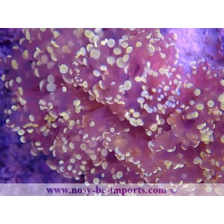 Euphyllia divisa WYSIWYG 16112022-25