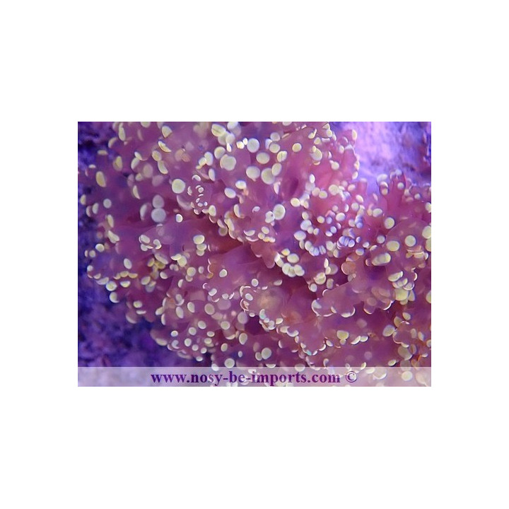 Euphyllia divisa WYSIWYG 16112022-25