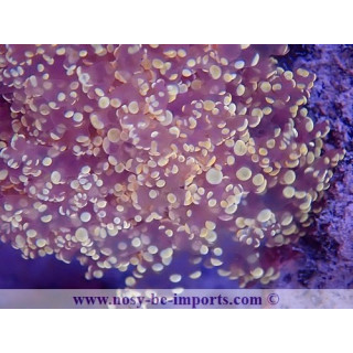 Euphyllia divisa WYSIWYG 16112022-26