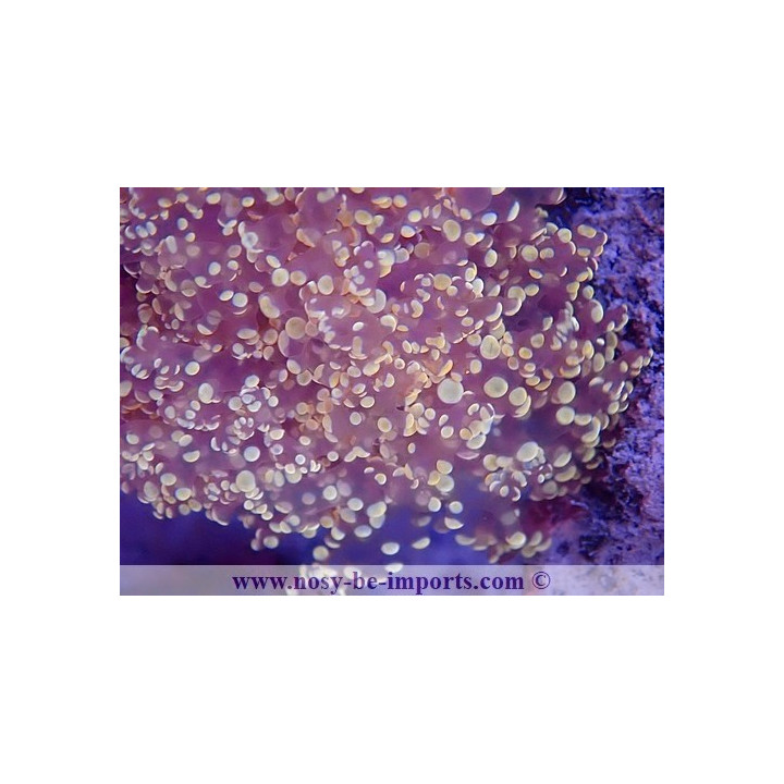 Euphyllia divisa WYSIWYG 16112022-26
