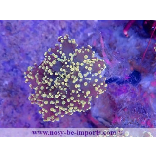 Euphyllia parayaeyamaensis WYSIWYG 16112022-27