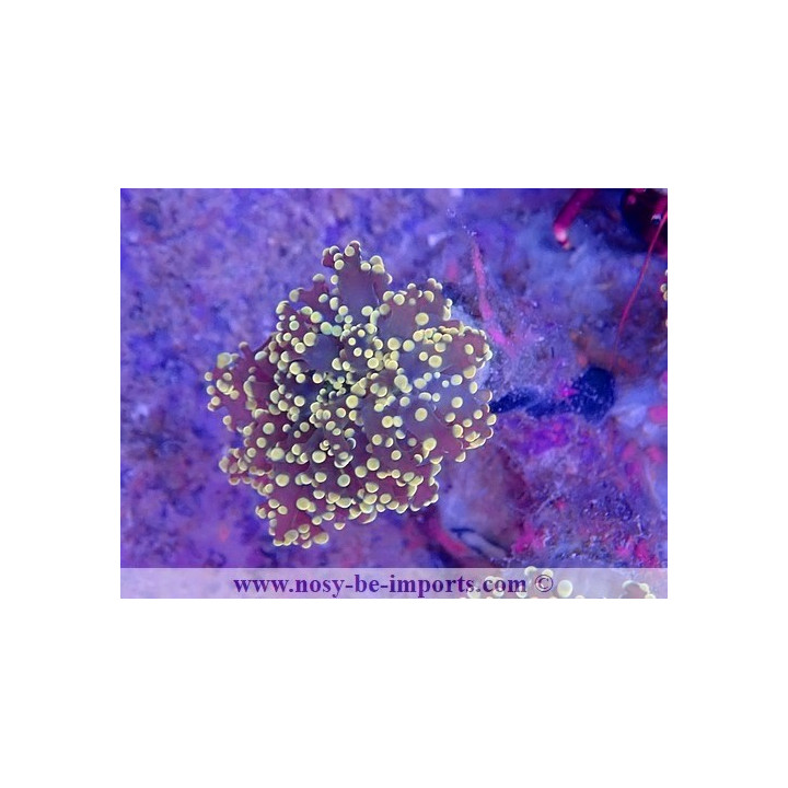 Euphyllia parayaeyamaensis WYSIWYG 16112022-27