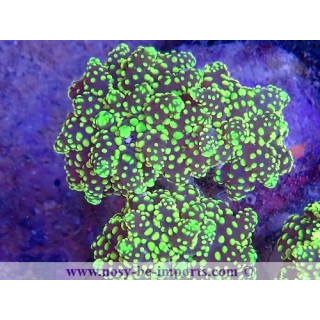 Euphyllia parayaeyamaensis WYSIWYG 16112022-29