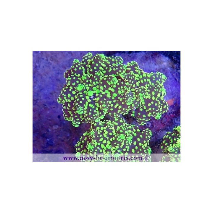 Euphyllia parayaeyamaensis WYSIWYG 16112022-29