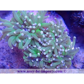 Euphyllia glabrescens WYSIWYG 16112022-30