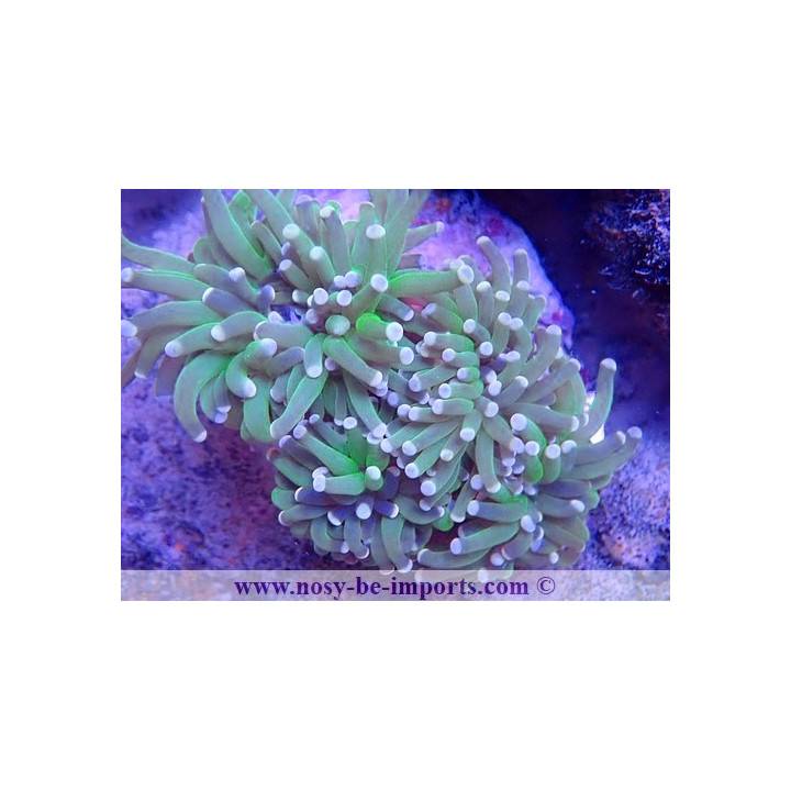 Euphyllia glabrescens WYSIWYG 16112022-30