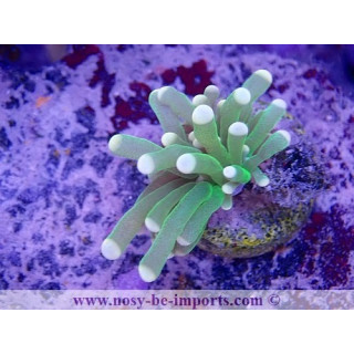 Euphyllia glabrescens WYSIWYG 16112022-32
