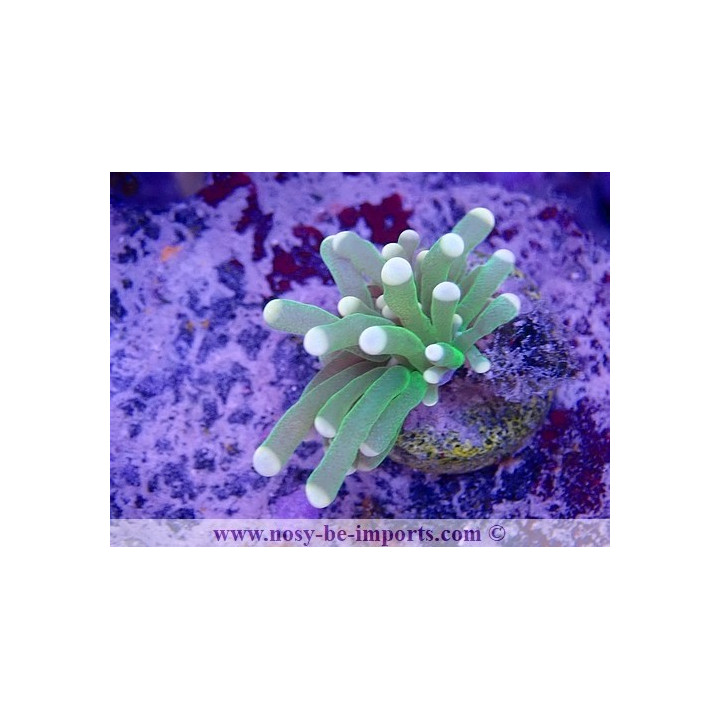 Euphyllia glabrescens WYSIWYG 16112022-32