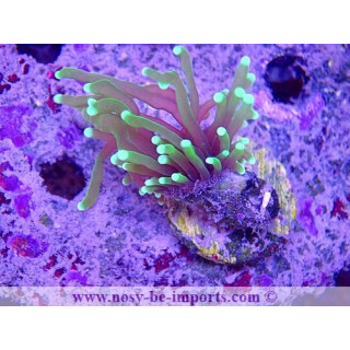 Euphyllia glabrescens WYSIWYG 16112022-33