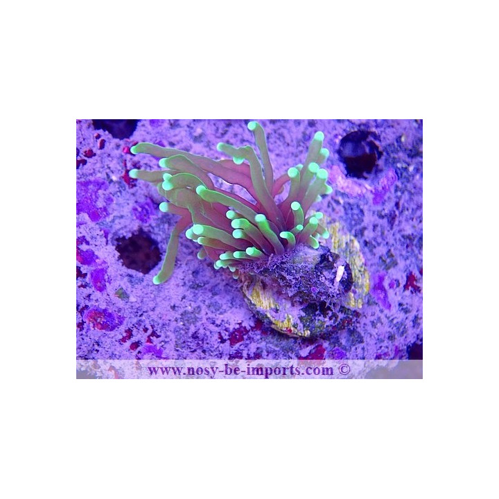 Euphyllia glabrescens WYSIWYG 16112022-33