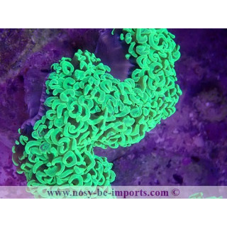 Euphyllia ancora WYSIWYG 16112022-34
