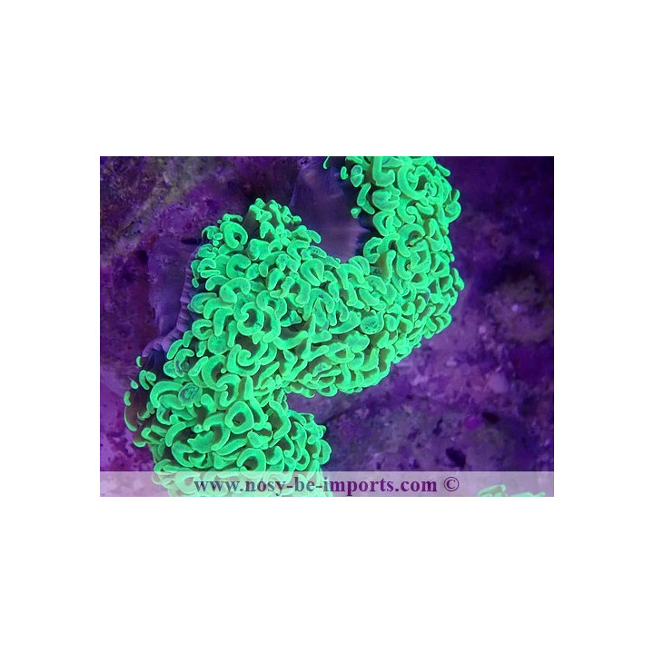 Euphyllia ancora WYSIWYG 16112022-34