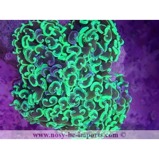 Euphyllia ancora WYSIWYG 16112022-35