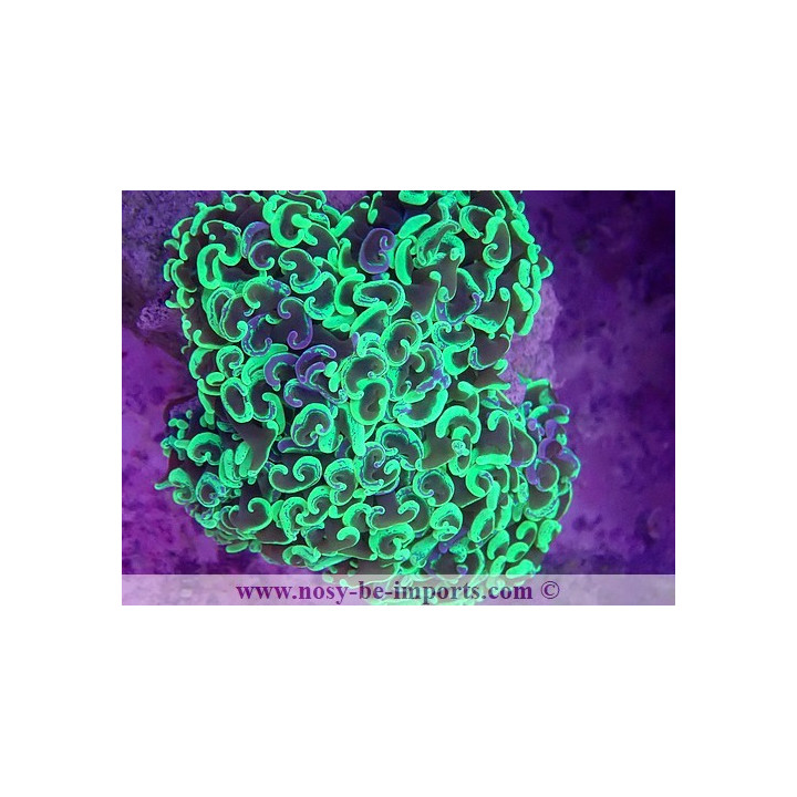 Euphyllia ancora WYSIWYG 16112022-35