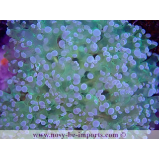 Euphyllia divisa WYSIWYG 16112022-36