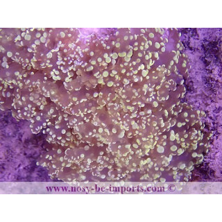 Euphyllia divisa WYSIWYG 16102021-37