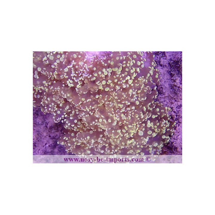 Euphyllia divisa WYSIWYG 16102021-37