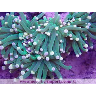 Euphyllia glabrescens WYSIWYG 16112022-38