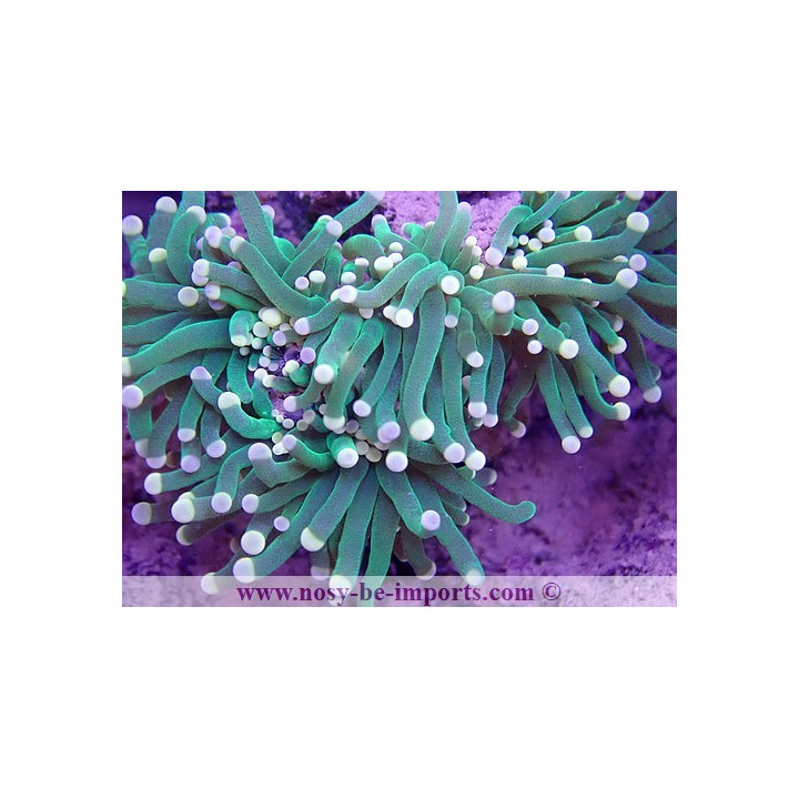 Euphyllia glabrescens WYSIWYG 16112022-38